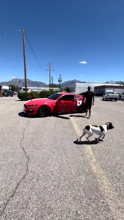 Full Leather Kit On This Utah Utes Shelby Gt350 Upholstery Fyp Utah Cars Leather Col